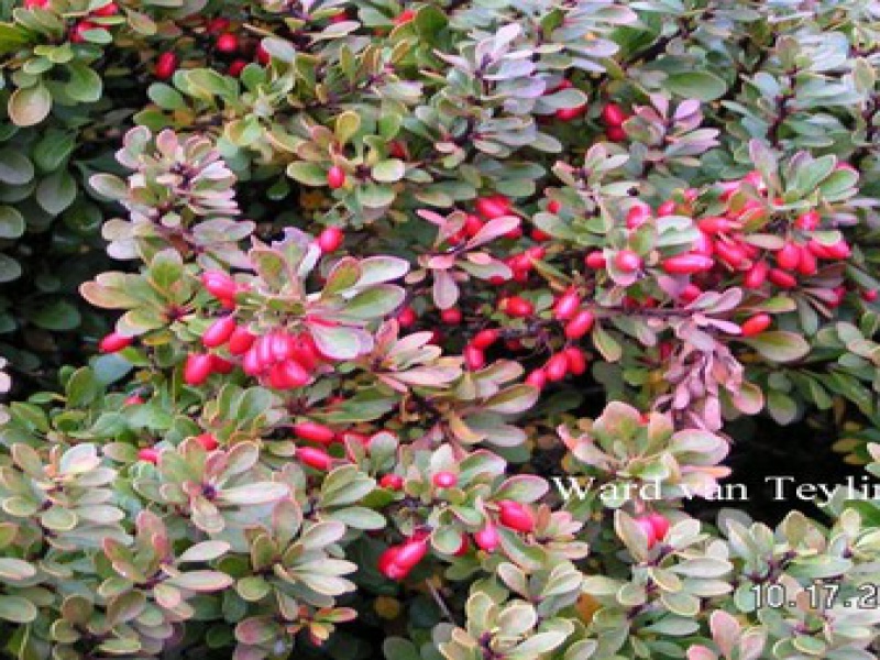 Box-leaved Barberry 'Nana'