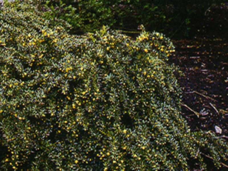 Glaucous-white barberry