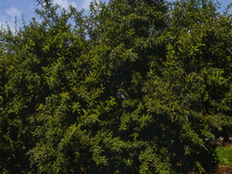 Gagnepain's Barberry