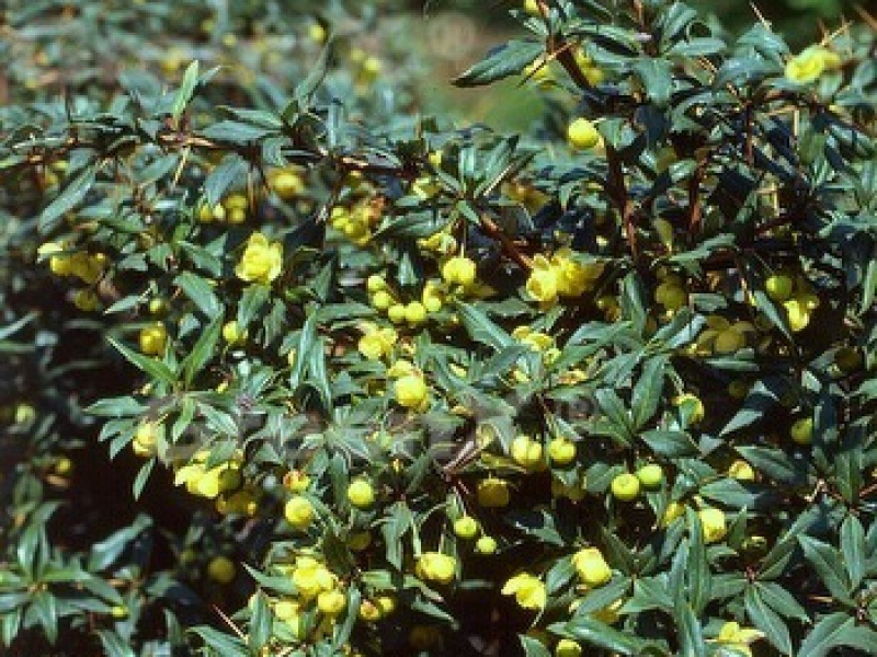 Gagnepain Barberry Klugowski