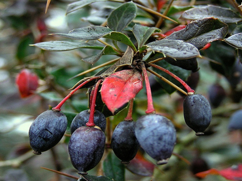 Барбарис бородавчатый