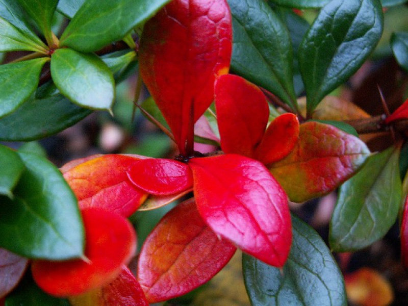 Barberry × media 'Parkjuweel'