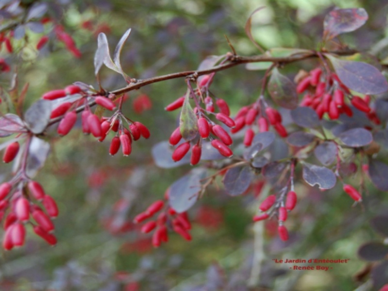 Барбарис оттавский «Аурикома»