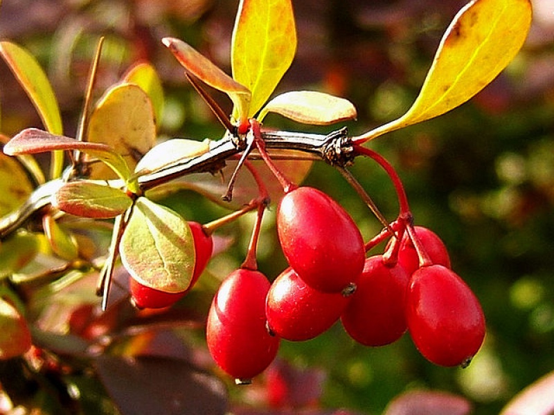 Барбарис Тунберга