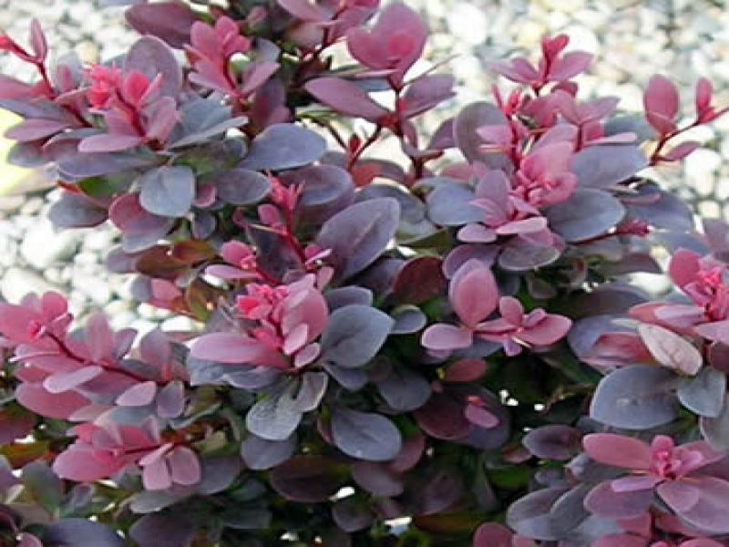 Thunberg's barberry f. purple-leaved