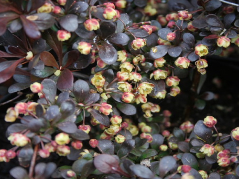 Барбарис Тунберга Дартс Рэд Лэди