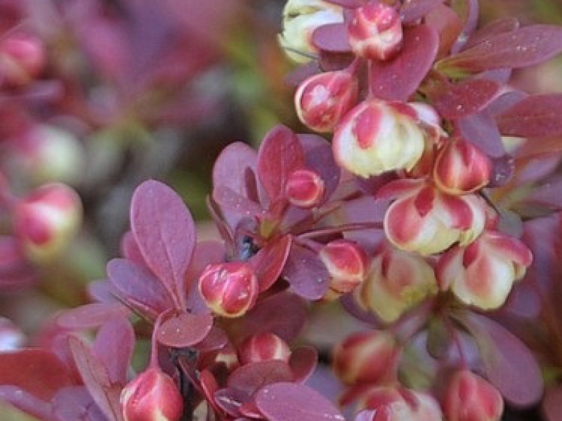 Барбарис тунберга Адмирейшн