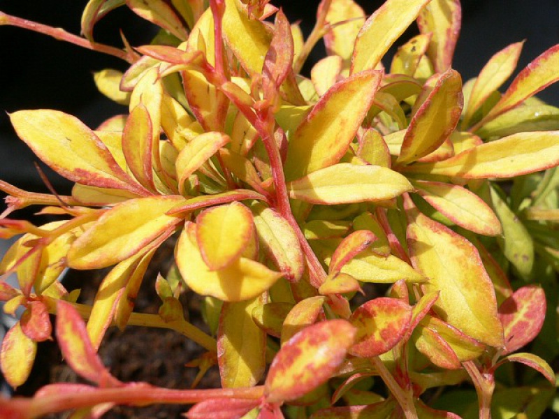 Барбарис Тунберга Голден Дрим