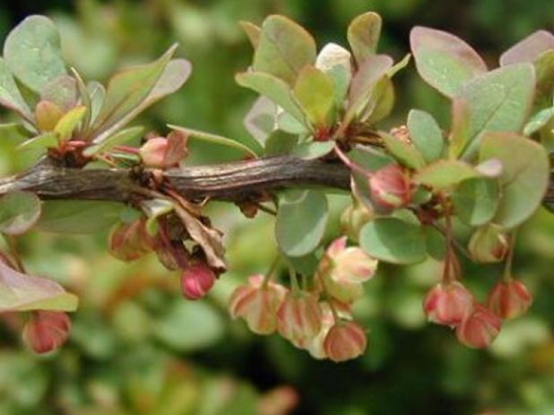 Thunberg's Barberry 'Green Carpet'