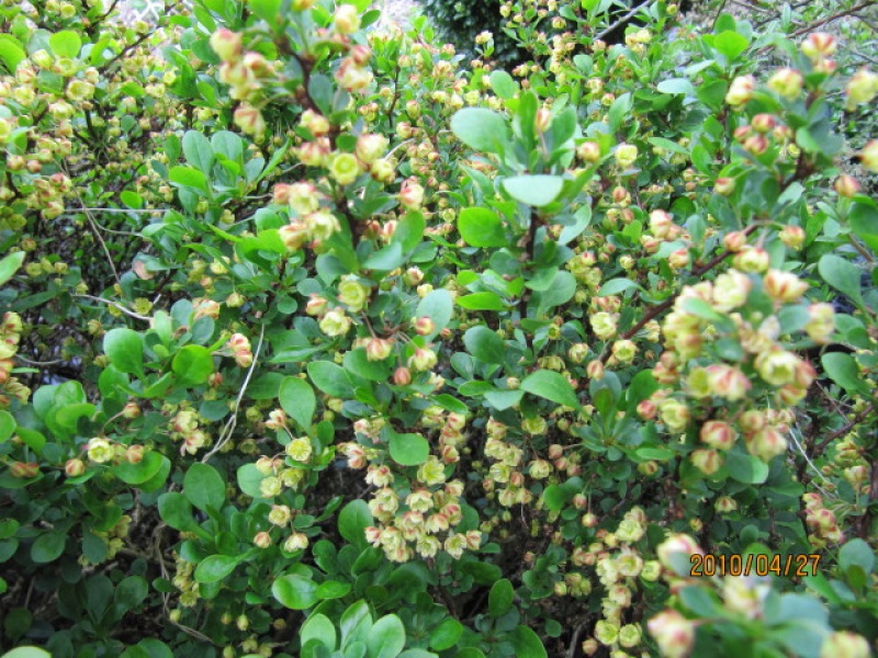 Thunberg's Barberry 'Kobold'
