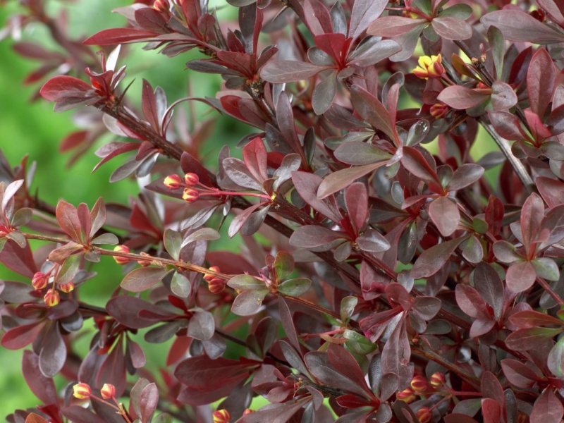 Berberis thunbergii 'Red Chief'