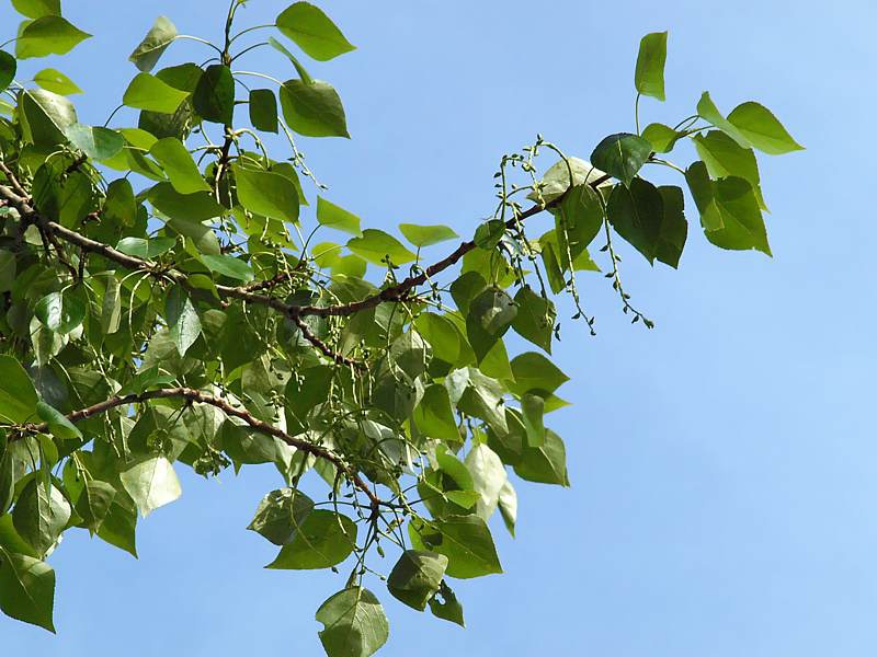 Тополь берлинский