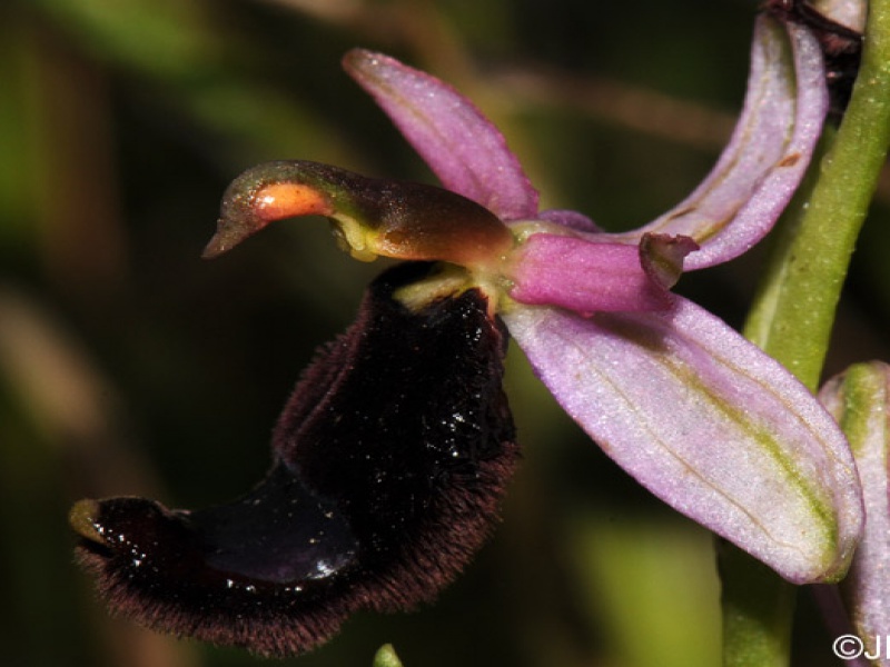 Офрис Бертолони