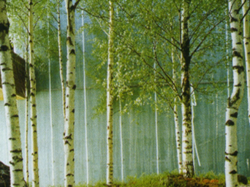 Birch