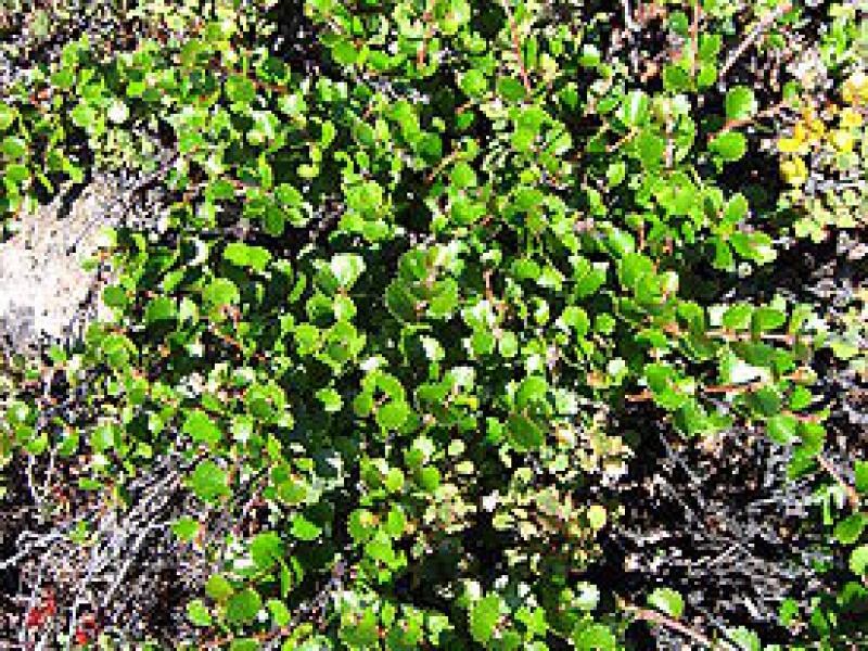 Dwarf birch