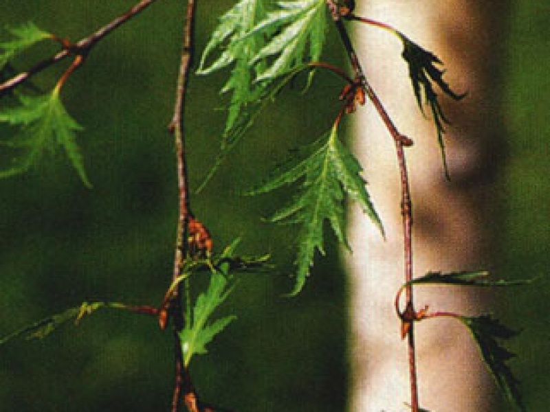 Birch with separately-lobed leaves
