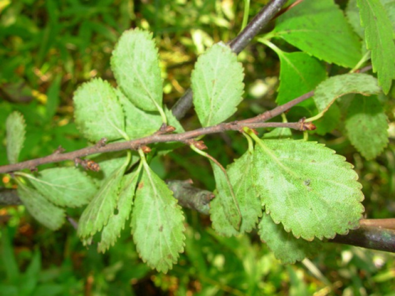 Bog birch