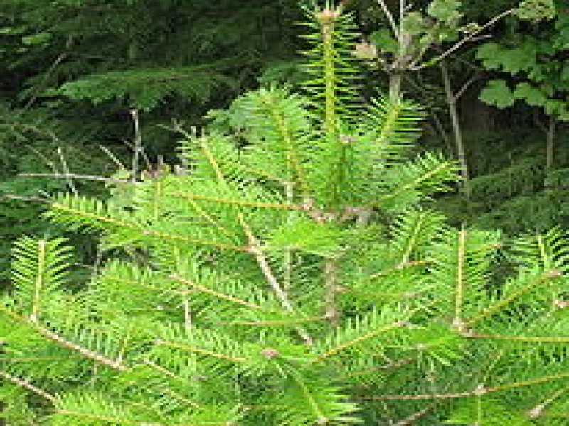 Пихта цельнолистная