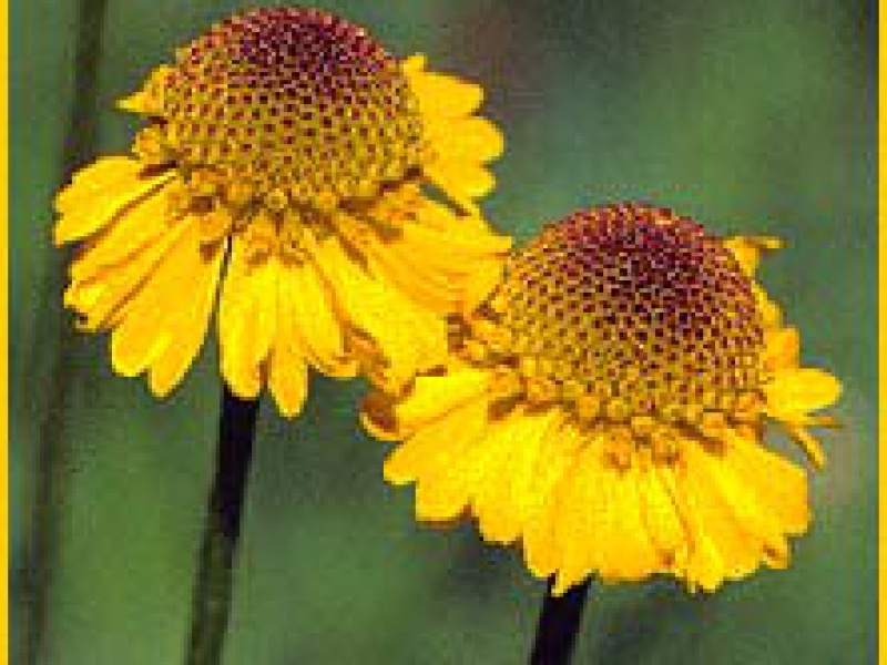 Гелениум Бигелоу