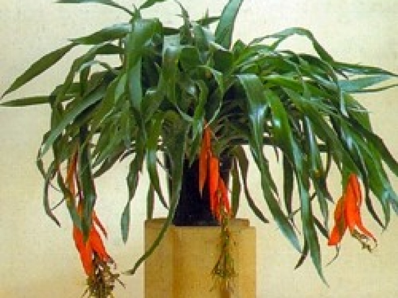 Бильбергия