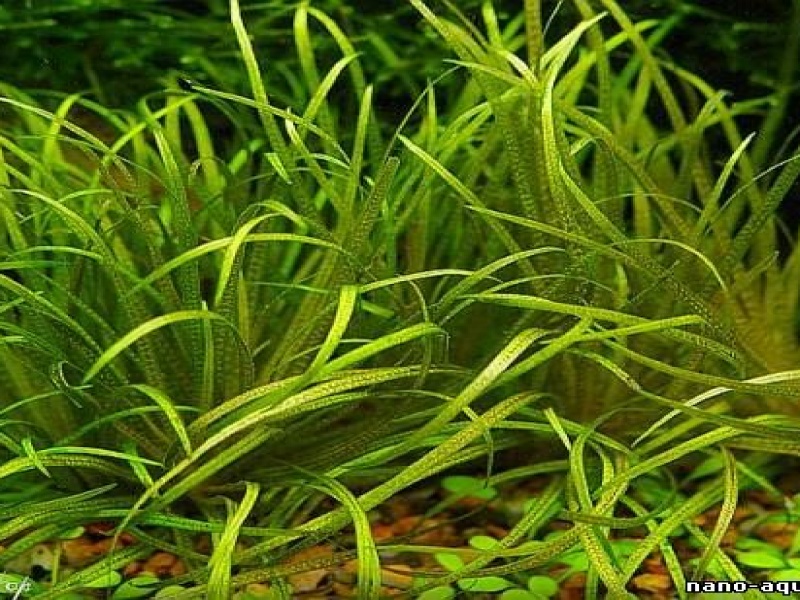 Бликса японская