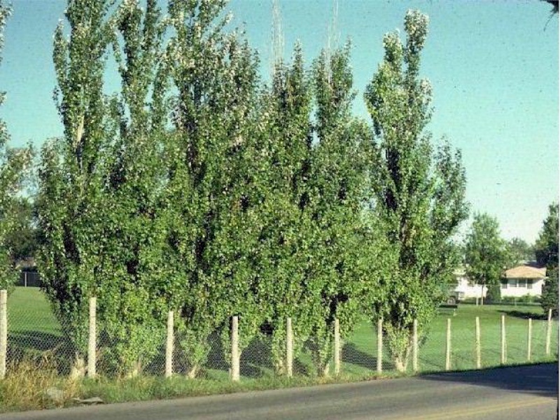 Тополь Болле