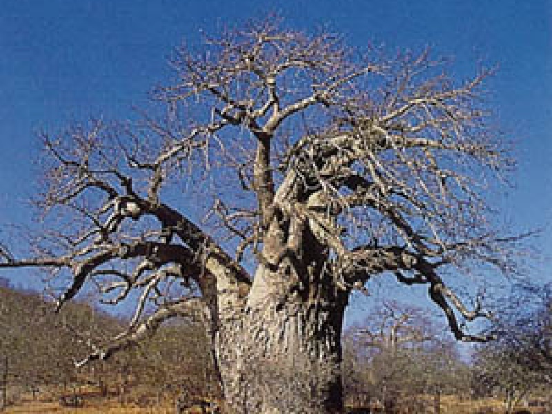 Бомбакопсис кубинский