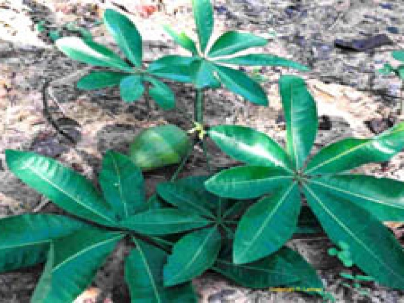 Бомбакопсис голый