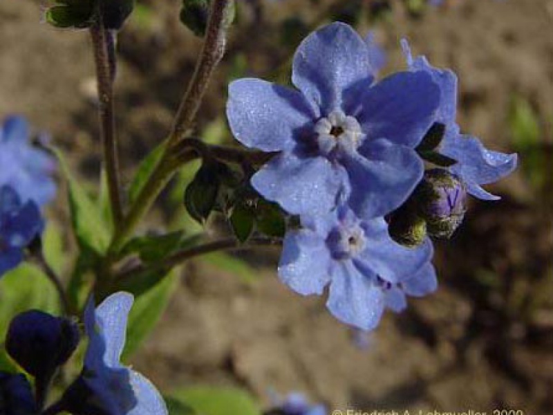 Бурачниковые