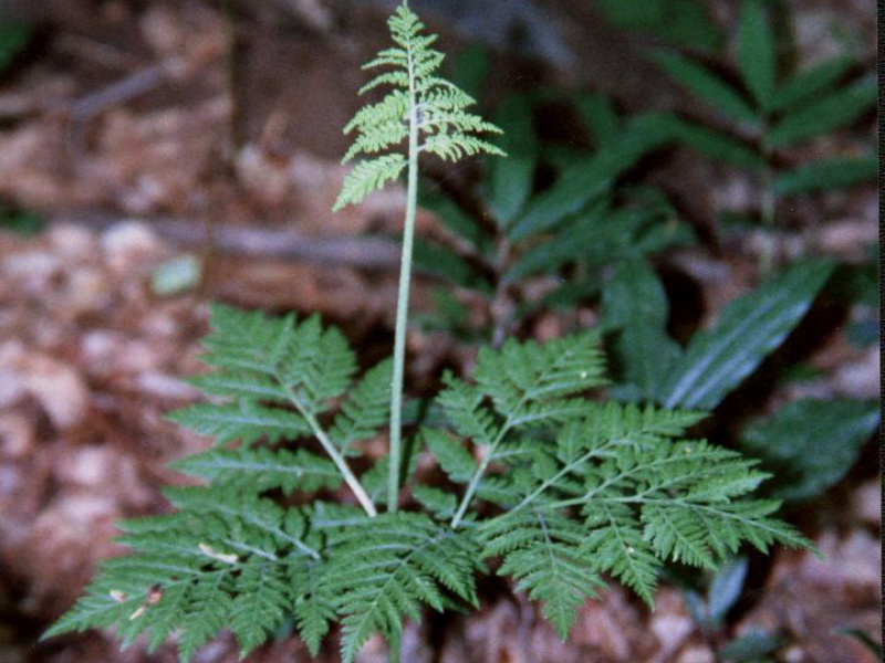 Гроздовник