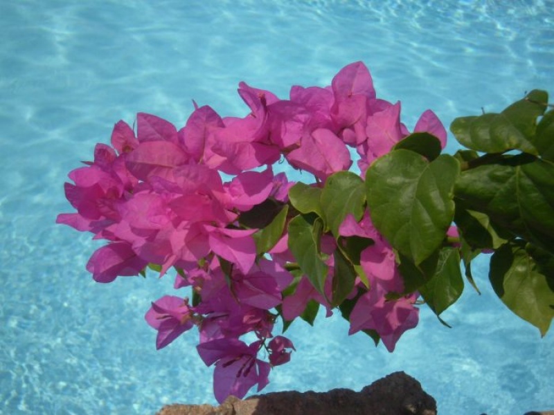 Бугенвиллия