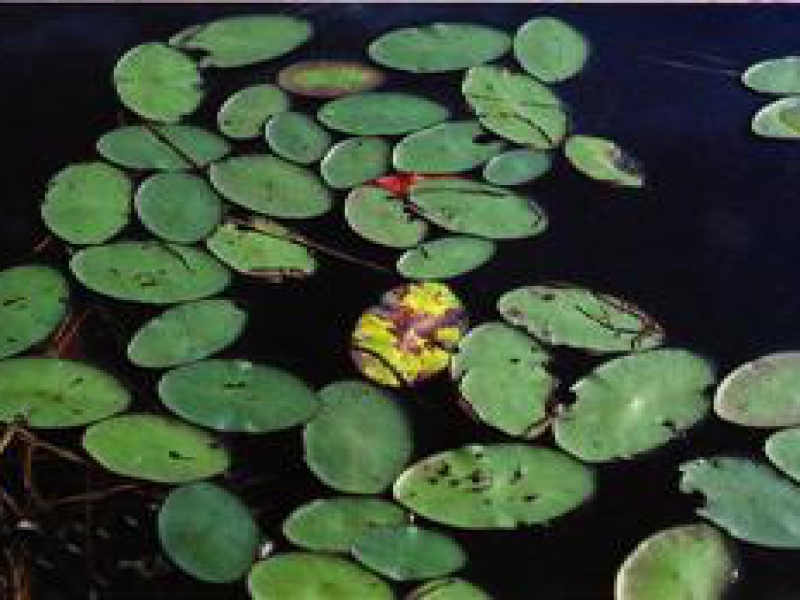 Бразения Шребера