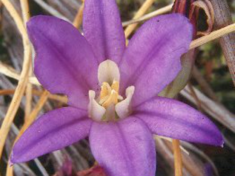 Бродиэя венковая