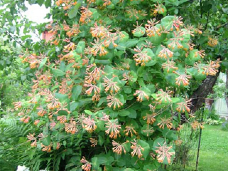 Honeysuckle with Fuchsia flowers