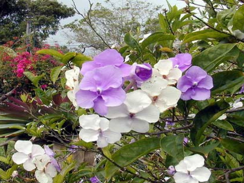 Брунфельсия