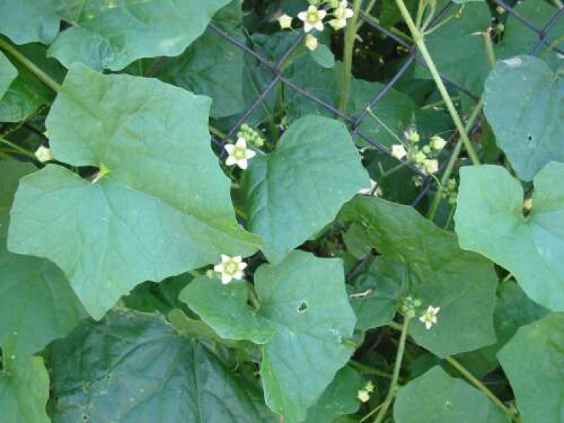 Бриония или Переступень