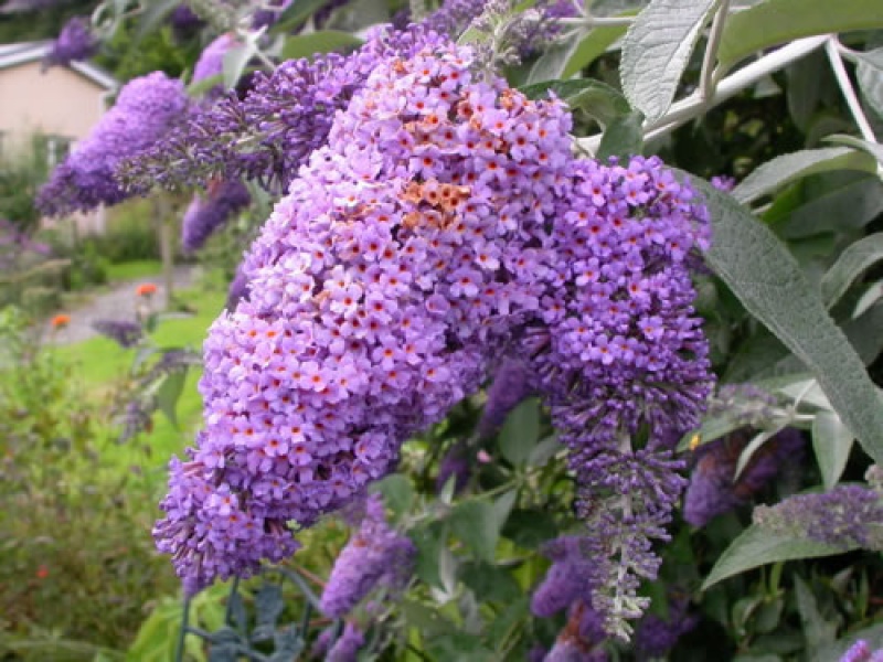 Buddleja