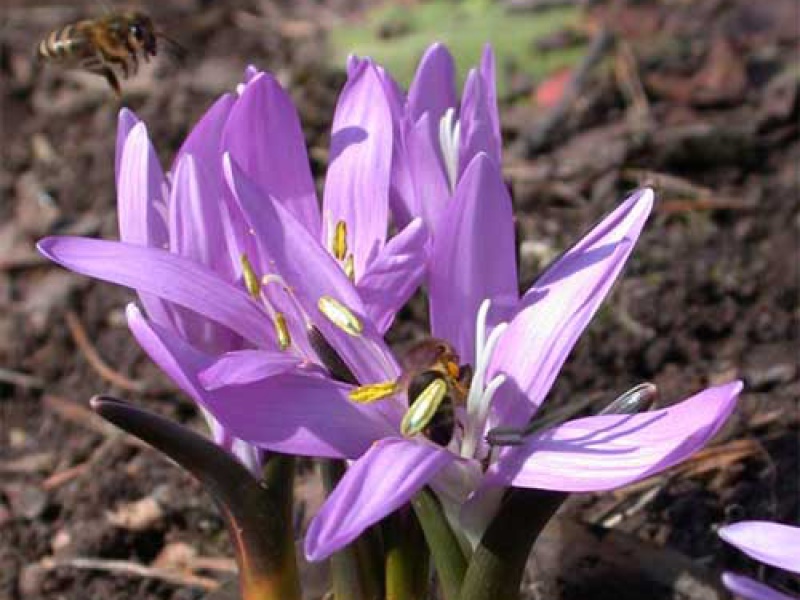 Брандушка или Бульбокодиум