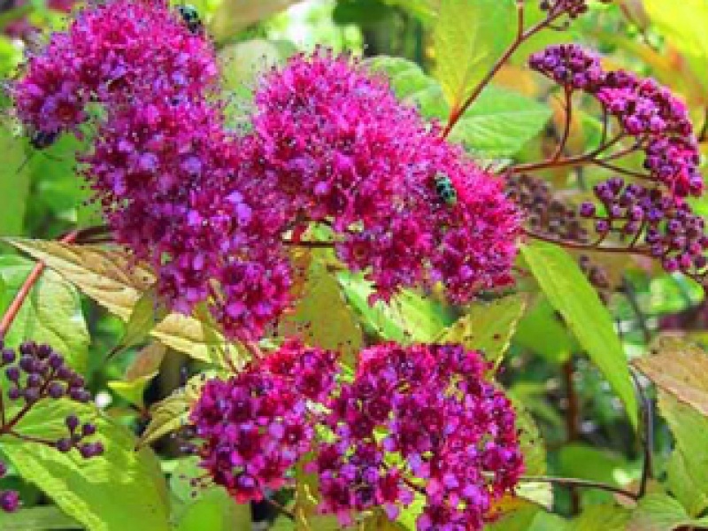 Red summer spirea