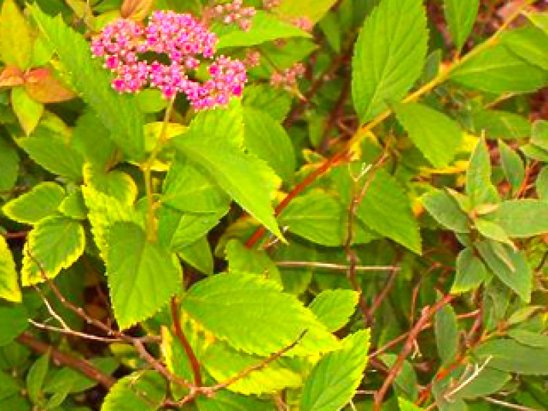Summer spirea
