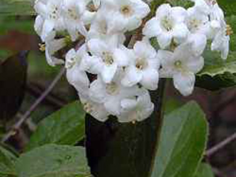 Калина пасхальная