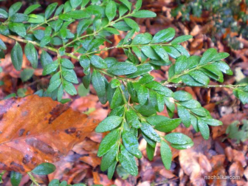 Самшит вечнозеленый