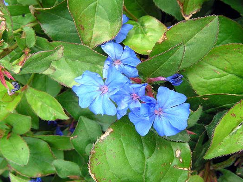 Цератостигма плюмбаговидная