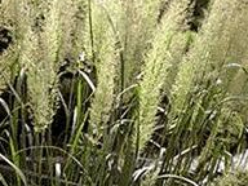 Вейник изменчивый