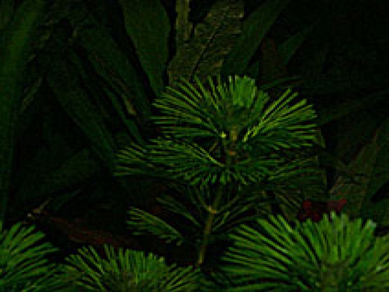 Кабомба каролинская