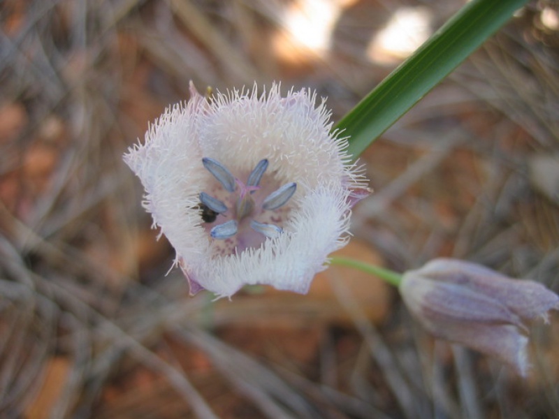 Калохортус голубой