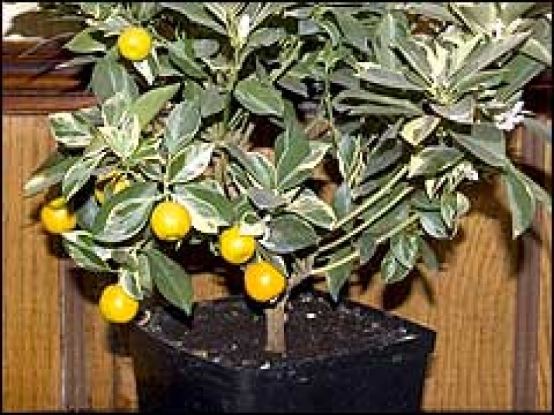 Цитрофортунелла