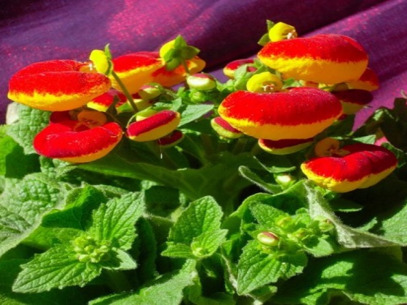 Кальцеолярия