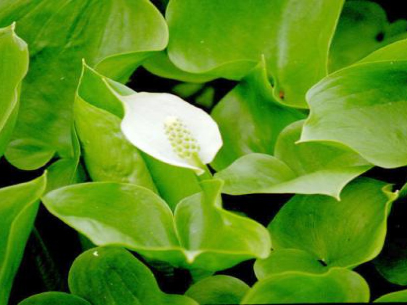 Белокрыльник