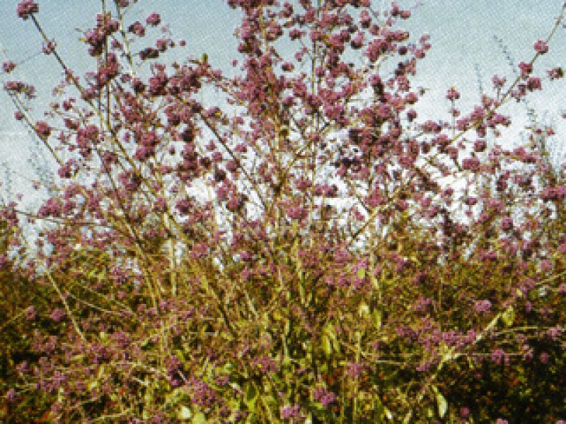Callicarpa